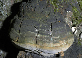 Eichenfeuerschwamm (Phellinus robustus) - © Heinz Prelicz